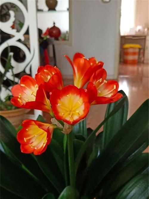 哪些花寓意好运适合在家里养？