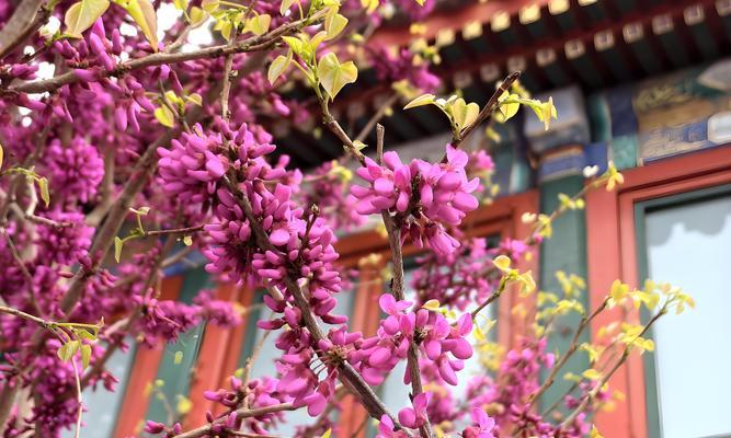 两种颜色紫荆花的寓意是什么？紫荆花有哪些特点？