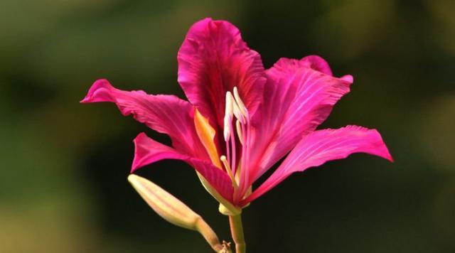 两种颜色紫荆花的寓意是什么？紫荆花有哪些特点？