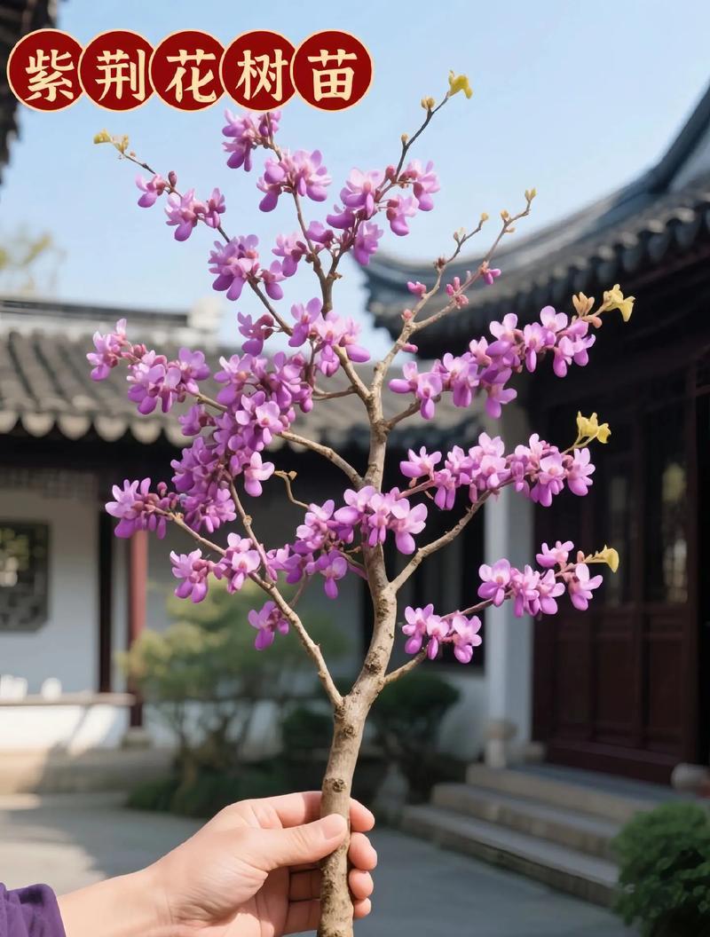 两种颜色紫荆花的寓意是什么？紫荆花有哪些特点？