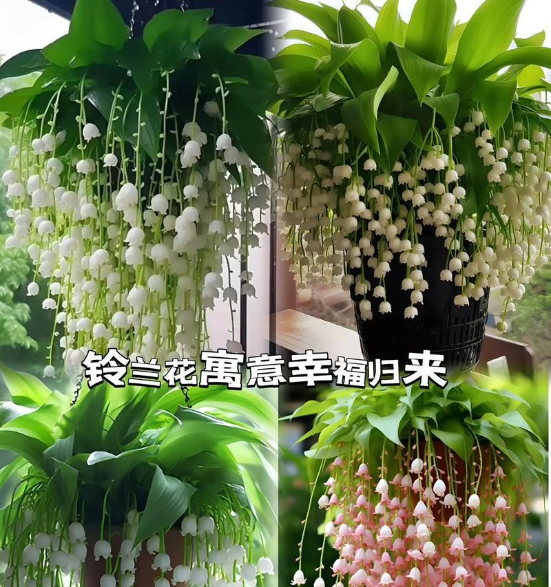 手捧花放置地上的含义是什么？