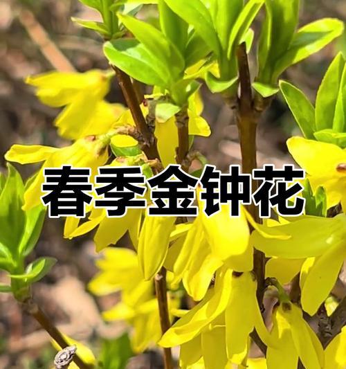 黄色花代表什么？只爱他一个人的花是什么？