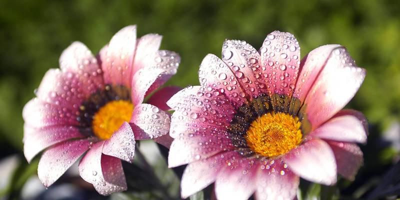 时节花的寓意是什么？不同季节的花卉代表什么意义？