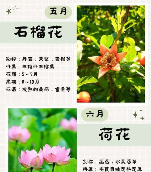 时节花的寓意是什么？不同季节的花卉代表什么意义？