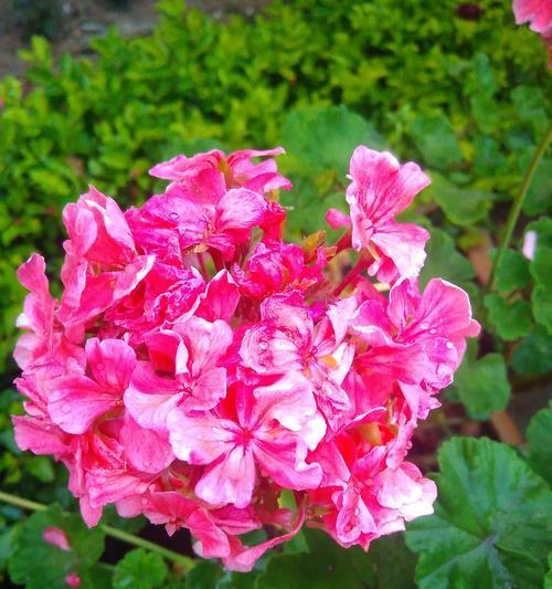 花的颜色代表什么？不同颜色花卉的象征意义是什么？