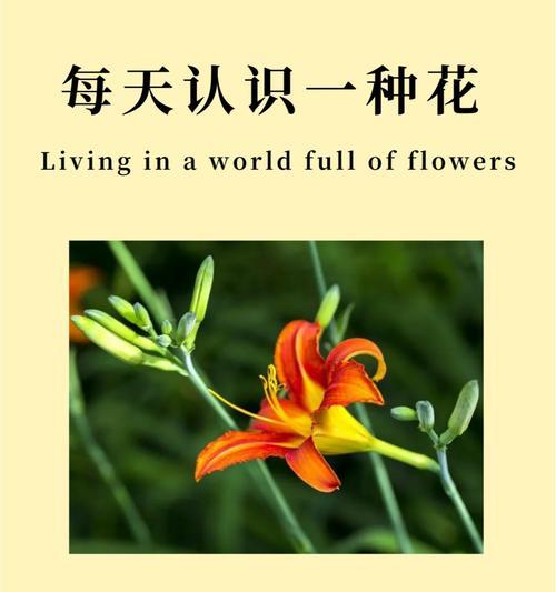 花的颜色代表什么？不同颜色花卉的象征意义是什么？