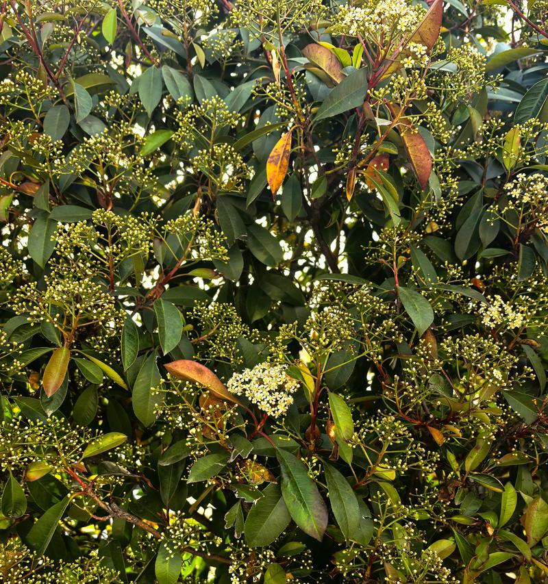 石南花的花语是什么？它的文化寓意有何深意？