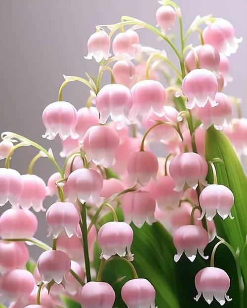 春节适合家中摆放哪些寓意好的花？