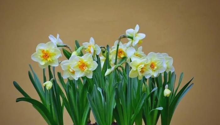 春节适合家中摆放哪些寓意好的花？