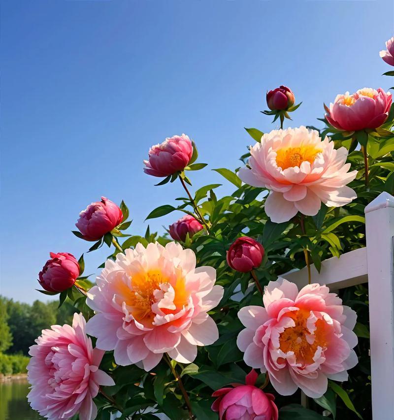 牡丹花的富贵花语是什么？