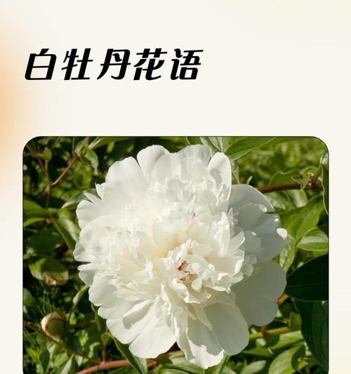牡丹花的富贵花语是什么？