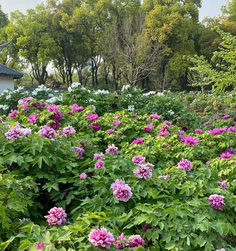 牡丹花的富贵花语是什么？