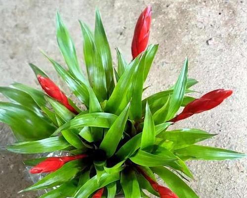 哪些花寓意吉祥？吉祥花有哪些种类和含义？