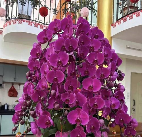 哪些花寓意吉祥？吉祥花有哪些种类和含义？