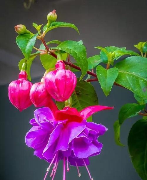 紫色的花代表什么？它们的神秘含义是什么？