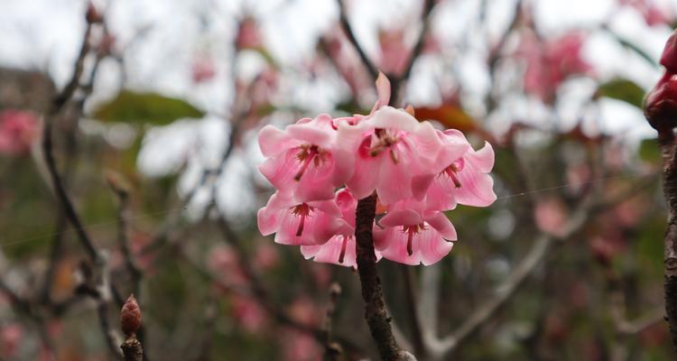 粉色灯笼花象征什么？粉色灯笼花的寓意是什么？