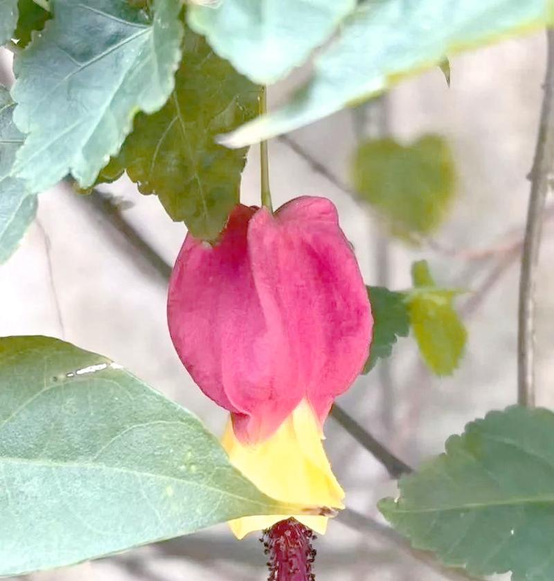粉色灯笼花象征什么？粉色灯笼花的寓意是什么？