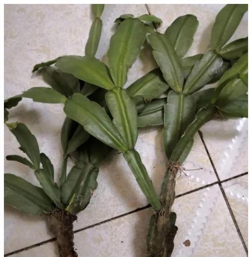 长寿花与倒挂金钟的寓意分别是什么？