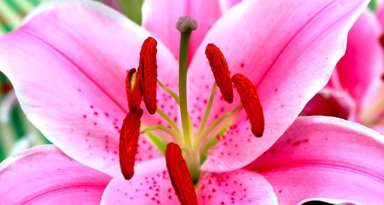 粉色的花象征什么寓意？粉色花朵代表的意义是什么？