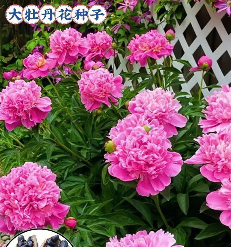 混色牡丹花代表了什么含义？