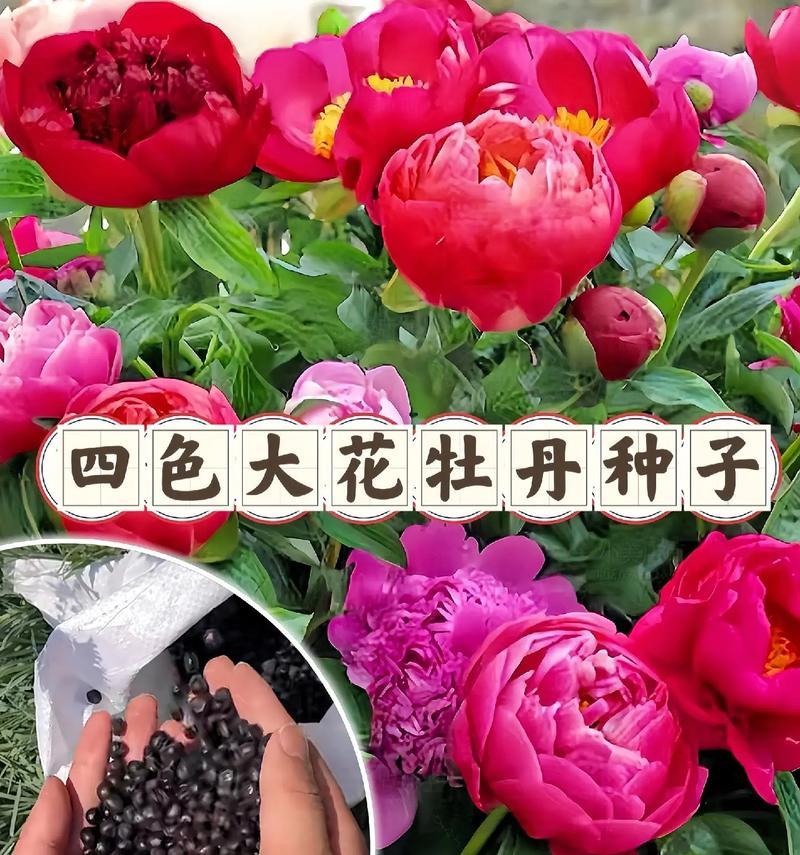 混色牡丹花代表了什么含义？