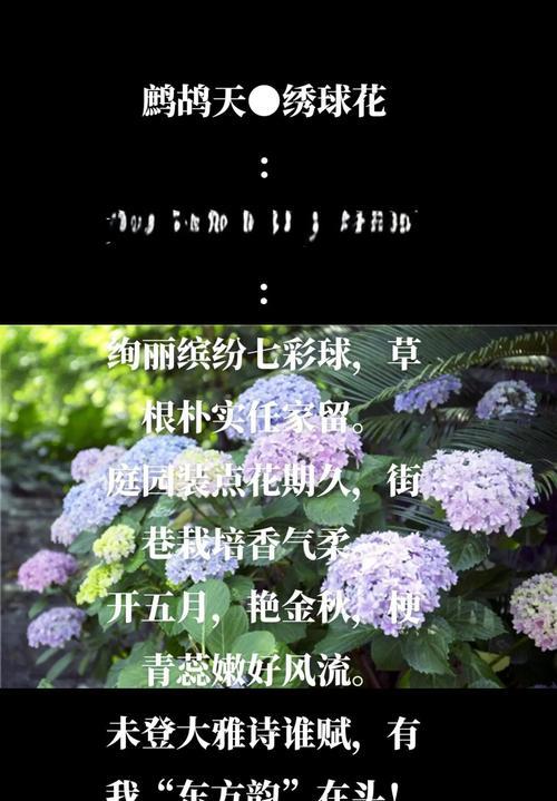 甜蜜花语341是什么意思？如何用花语表达甜蜜的爱情？