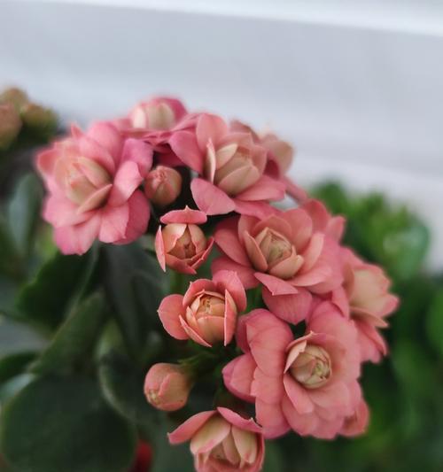 什么花象征平安吉祥？如何用花表达吉祥？