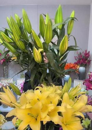 黄色百合花代表什么？黄色百合花的寓意是什么？