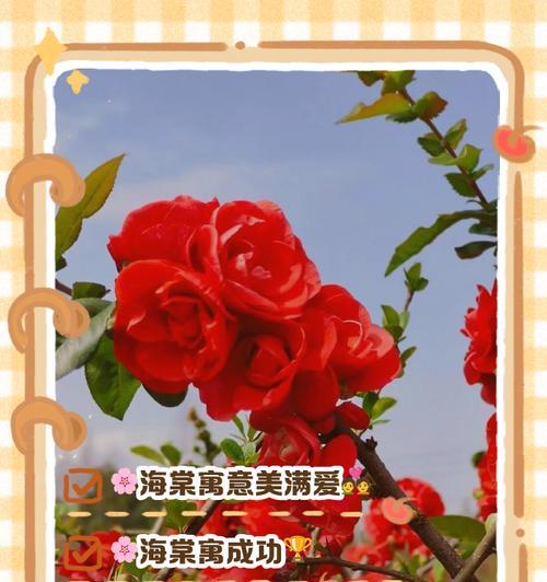 红颜色的玫瑰花代表什么？红颜色的玫瑰花的寓意是什么？