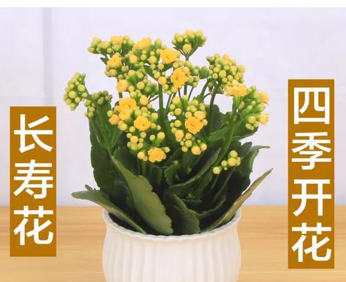 重瓣长寿花的寓意是什么？长寿花象征着什么？