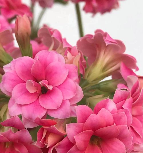 重瓣长寿花的寓意是什么？长寿花象征着什么？