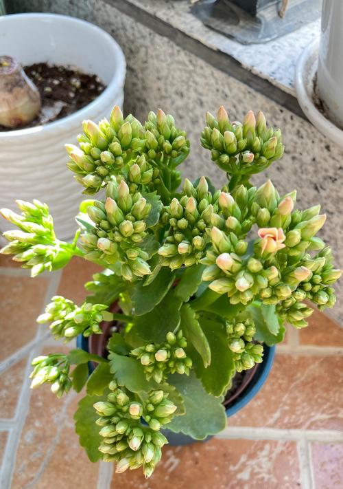 重瓣长寿花的寓意是什么？长寿花象征着什么？