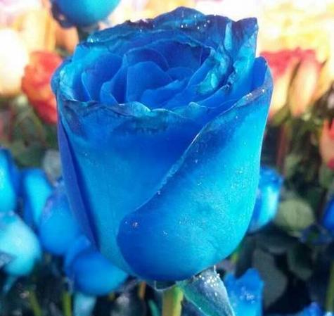 渐变蓝色玫瑰代表什么？蓝色玫瑰花的寓意有哪些？