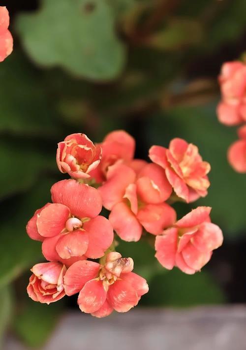 长寿花冬季开花有何寓意？它的花语传达了哪些信息？