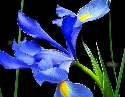 蓝色的牵牛花的寓意是什么？它有什么特别的含义？