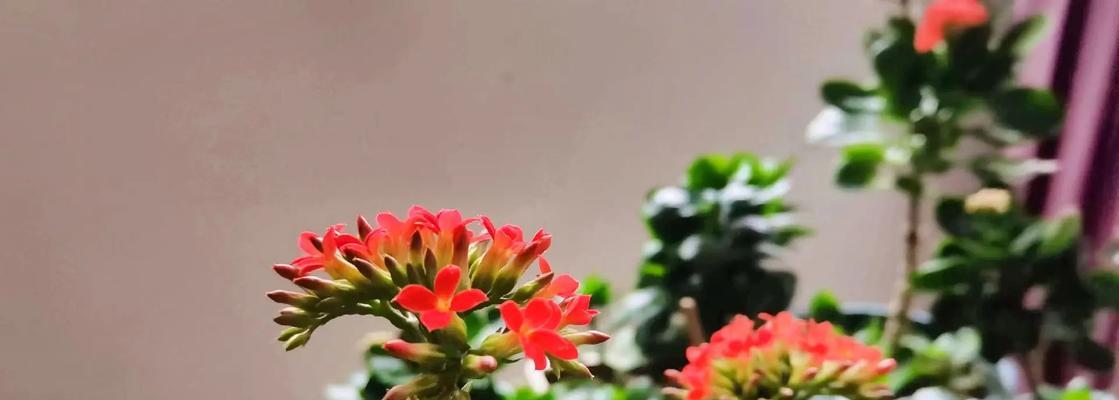 巴黎长寿花有什么特别的寓意？它在花语中代表什么？
