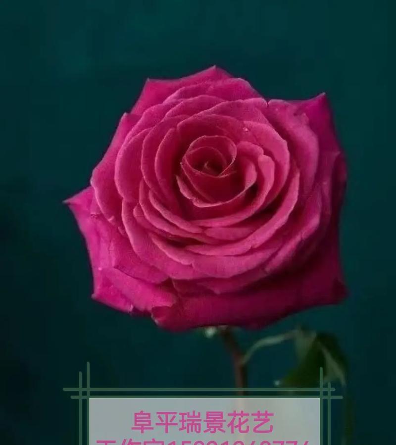 哪些花艺寓意身体健康？这些花的名字和寓意是什么？