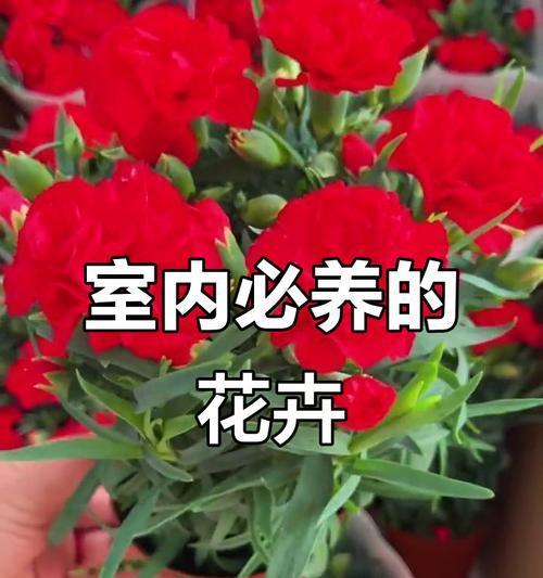 各种季节的花及寓意是什么？每季花卉代表什么？