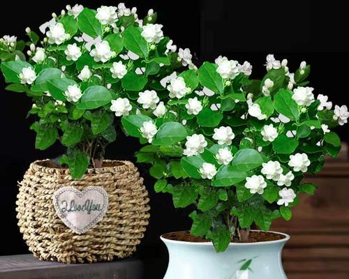 各种季节的花及寓意是什么？每季花卉代表什么？