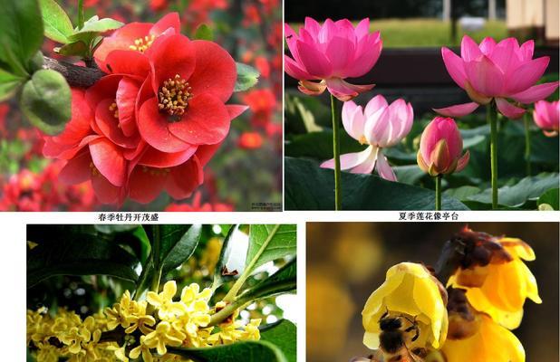 各种季节的花及寓意是什么？每季花卉代表什么？