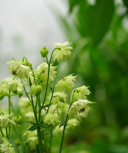小鹿绿色的花象征着什么？它的寓意有哪些？