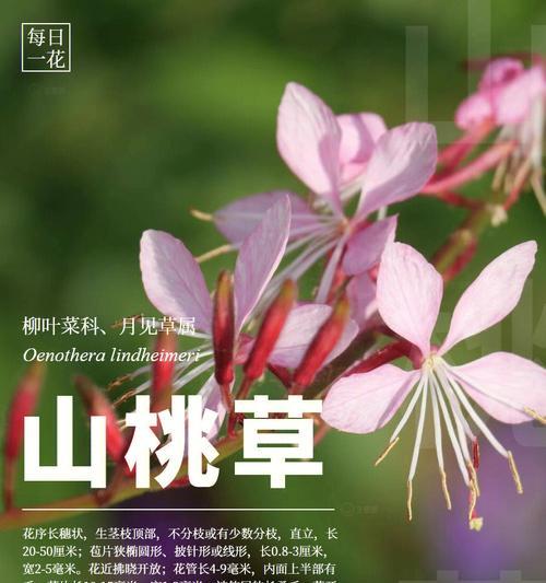 小鹿绿色的花象征着什么？它的寓意有哪些？