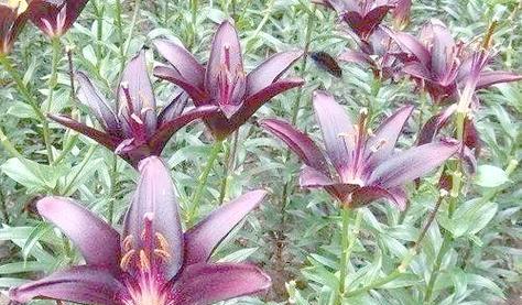 妖怪爱情花是什么？它们在花语中代表了什么？