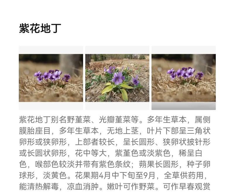 妖怪爱情花是什么？它们在花语中代表了什么？