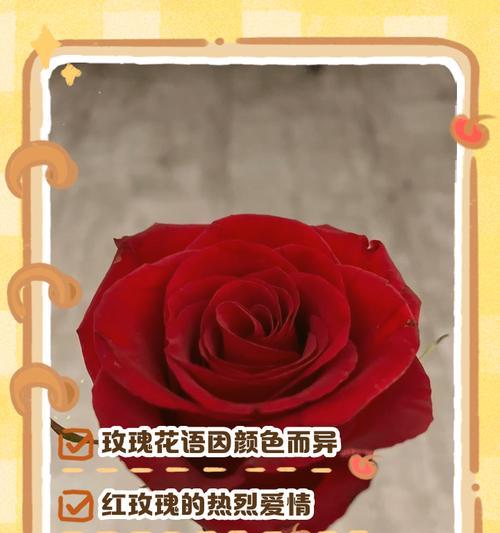 不同色彩玫瑰花的寓意分别是什么？