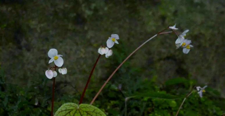 秋花象征爱情的有哪些？秋花代表爱情的花是什么？
