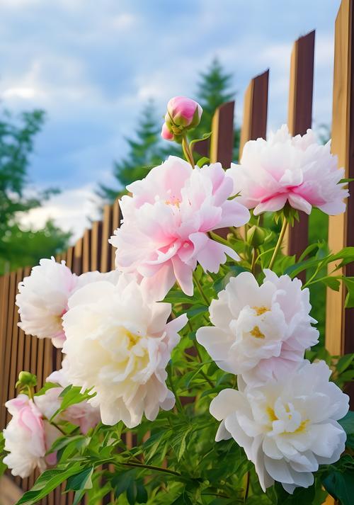 秋花象征爱情的有哪些？秋花代表爱情的花是什么？