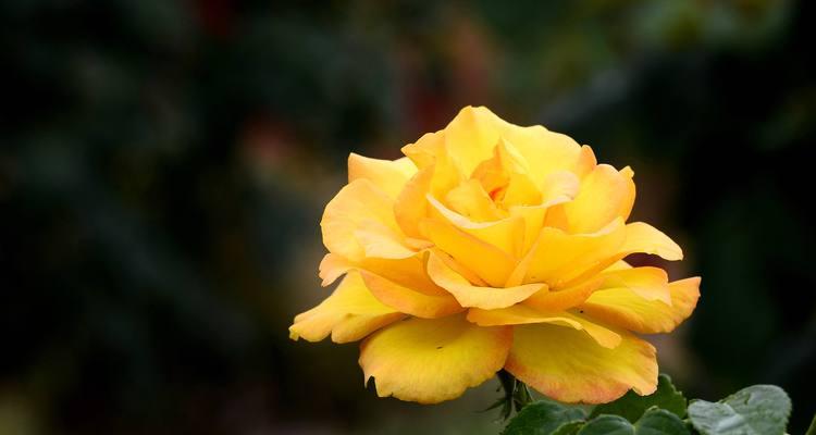 橙色海芋花象征什么？橙色海芋的花语是什么？