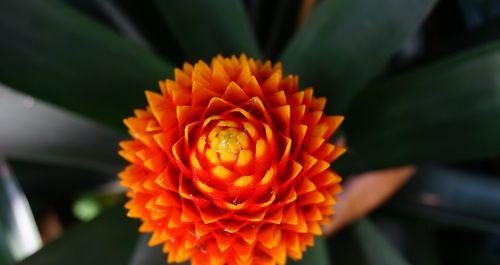 橙色海芋花象征什么？橙色海芋的花语是什么？