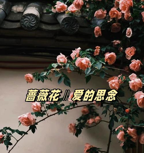 哪种花寓意着娘亲的爱情故事？它的寓意是什么？